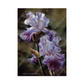 Carte de souhait Iris violet